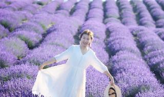 伊犁薰衣草 伊犁薰衣草